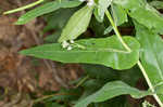 Pineoak jewelflower